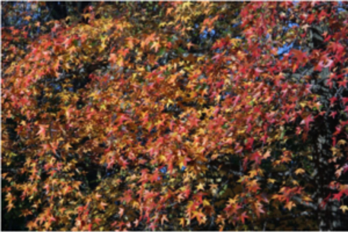 FLORA INTERPRETATIONS Photography Exhibition Opens at Kean University  Image