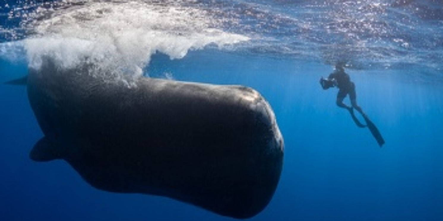 Review: PATRICK AND THE WHALE at Sedona International Film Festival  Image