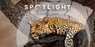 Spotlight: Lea Salonga & Alfie Boe Are Going on Safari - You're Invited in Los Angeles