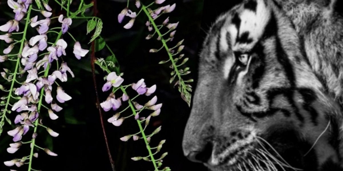 TIGERS IN THE WISTERIA to Play Greater Manchester Fringe in July