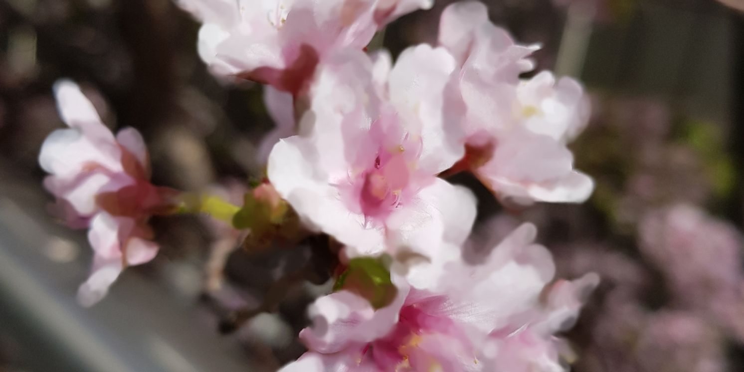 Student Blog: Interesting facts about the Musical theater in Two Different Countries  Image