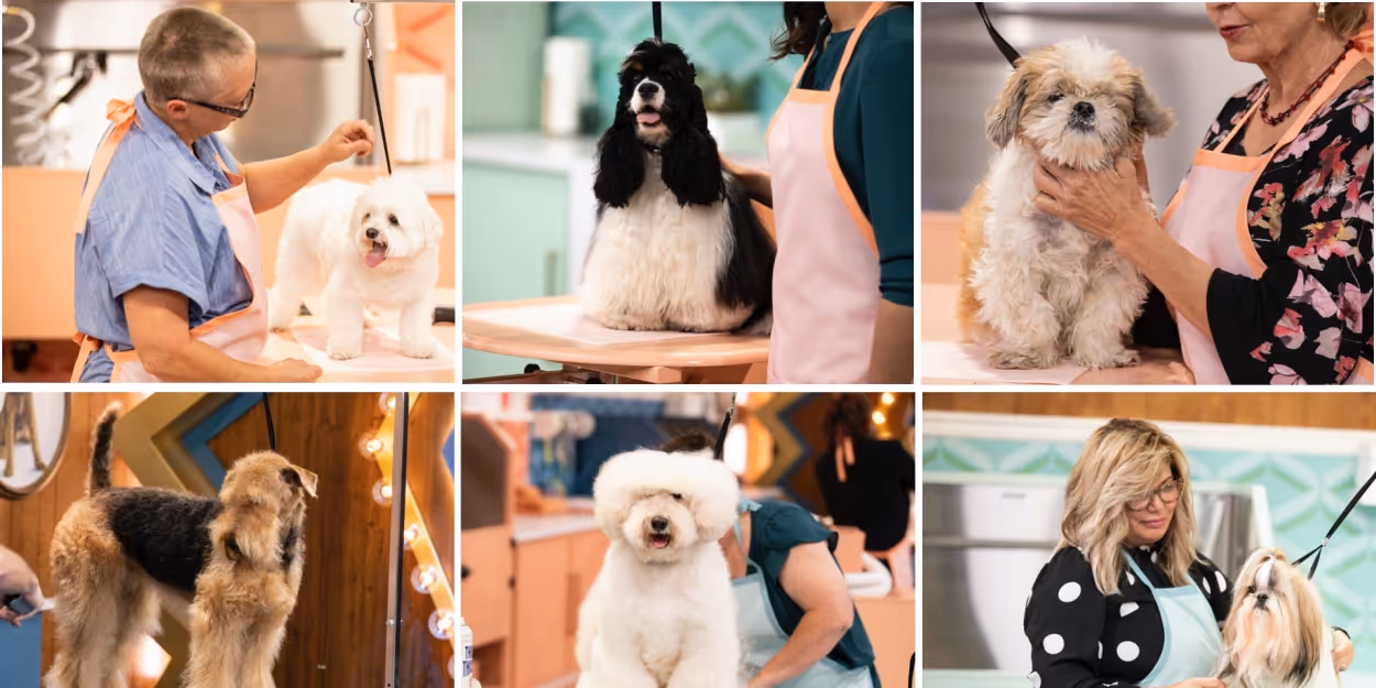 VIDEO: Watch the Trailer for HAUTE DOG on HBO Max Video