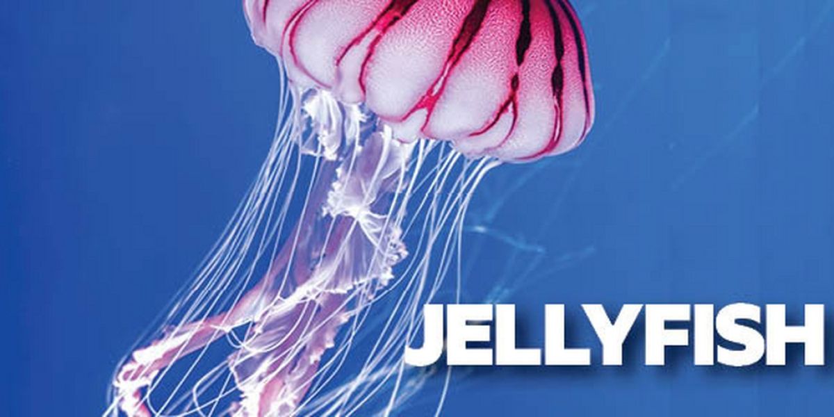 Australian Premiere of JELLYFISH is Now Playing at New Theatre