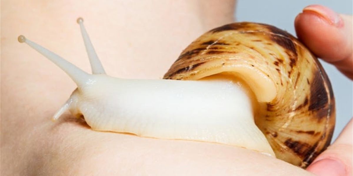 Review: SNAIL, VAULT Festival