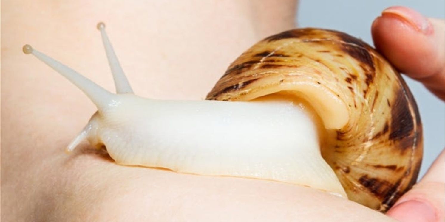 Review: SNAIL, VAULT Festival  Image