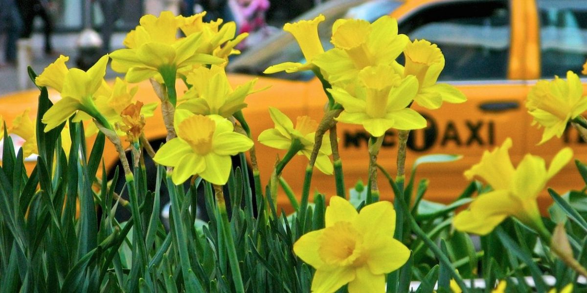 COME FROM AWAY And New Yorkers for Parks Partner to Support The 21st Annual Daffodil Project