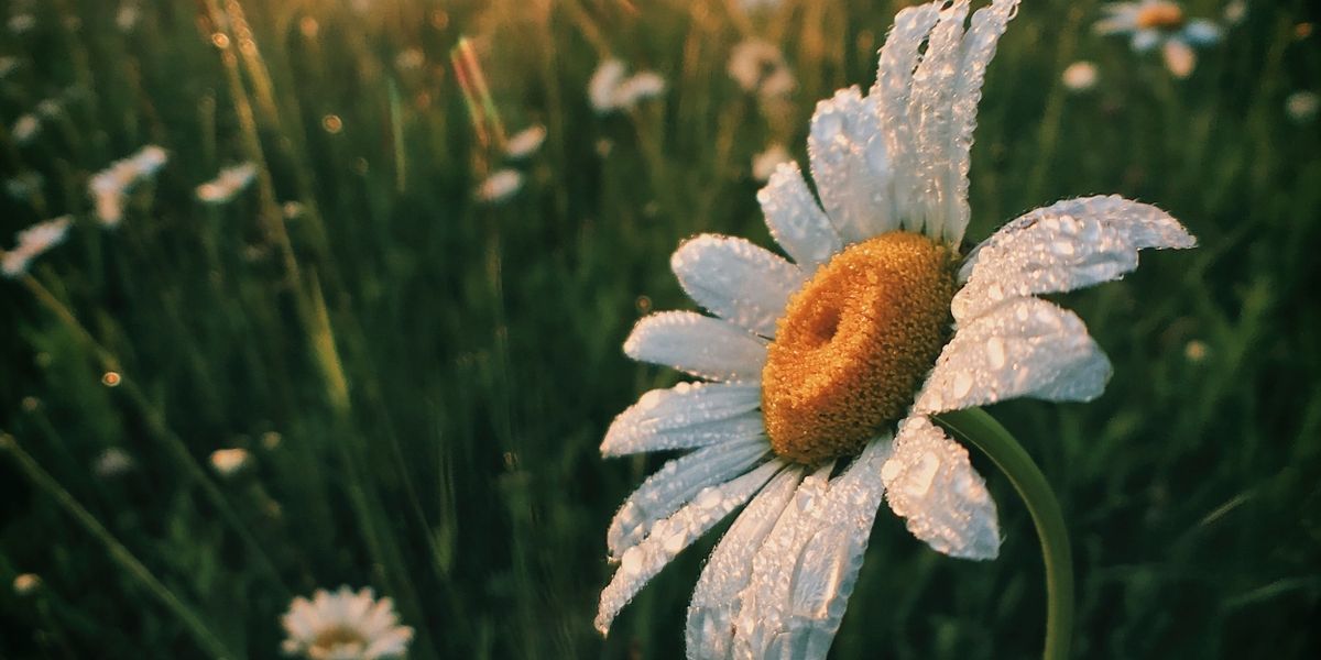 Student Blog: “Perfect Summer” Didn't Go As Planned And That's Okay