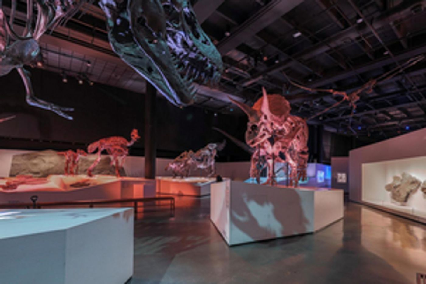 Ars Lyrica Houston Hosts Gala At The Houston Museum Of Natural Science, February 4  Image
