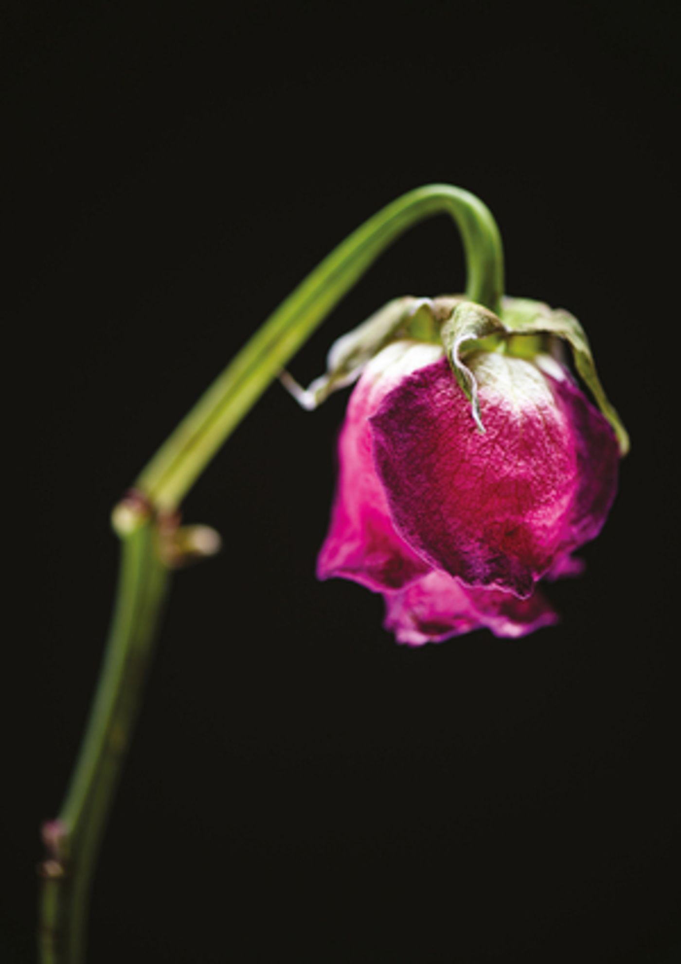 Annilese Miskimmon Presents Korngold's THE DEAD CITY at The London Coliseum  Image