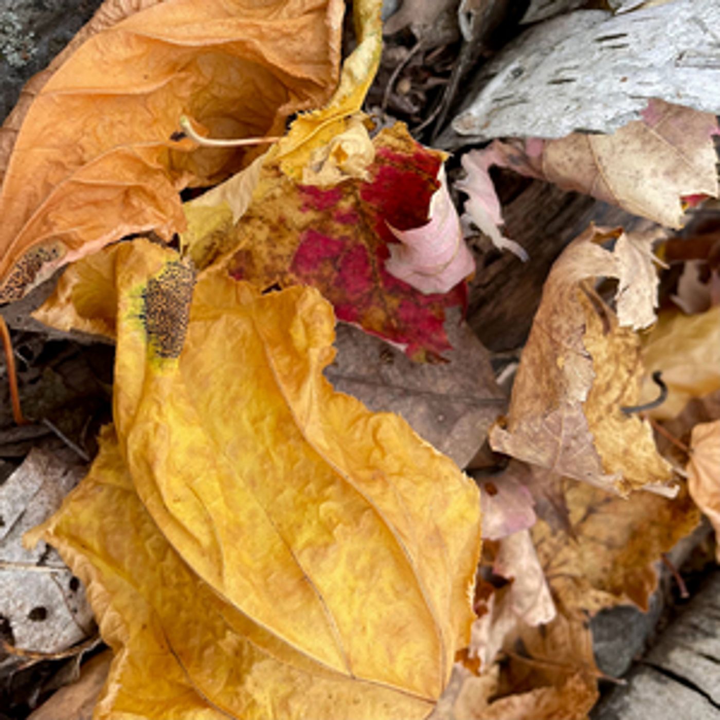 'Earth's Materials: Perennial Perspectives in the Arts' Comes to the Jackson Gallery  Image