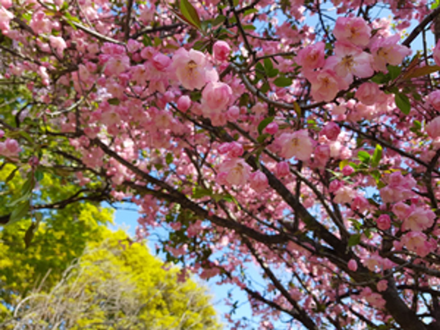 Student Blog: Tips for a Healthier, Happier You - Overcoming Burnout  Image