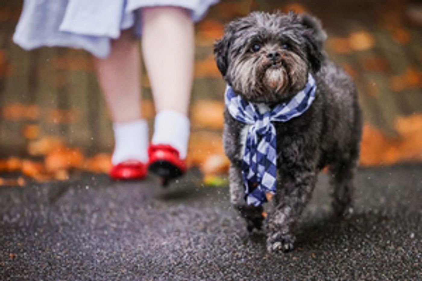 Theatrical Partners With The Lost Dogs' Home to Support
'There's No Place Like Home' Winter Adoption Appeal  Image