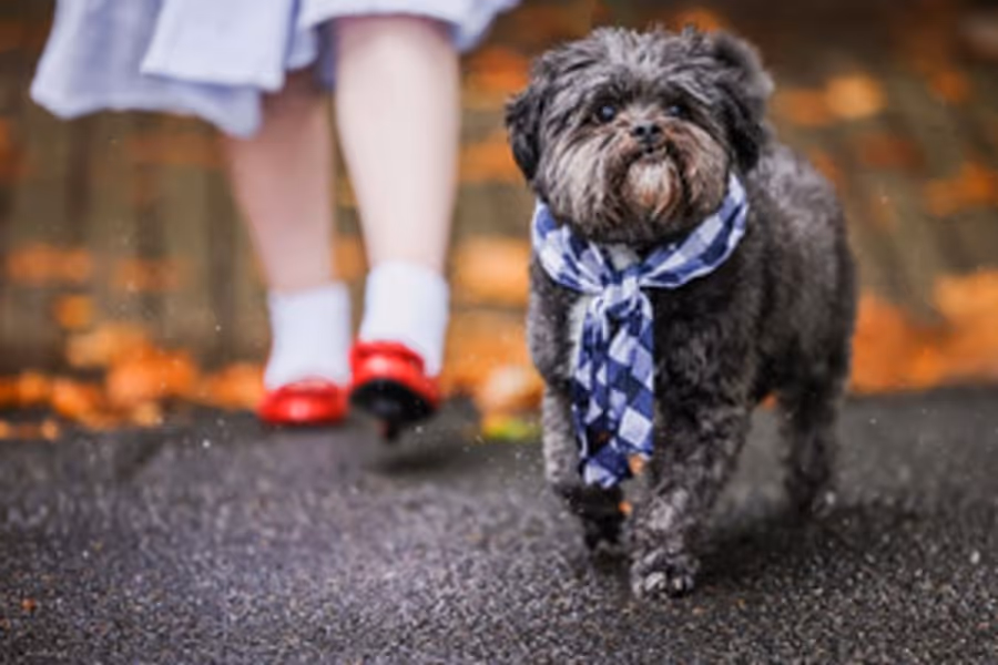 Theatrical Partners With The Lost Dogs' Home to Support
'There's No Place Like Home' Winter Adoption Appeal Image