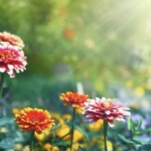 Boise Contemporary Theater Announces Summer Reading Series