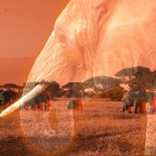 MLIMA'S TALE Comes to Burning Coal Theatre Company