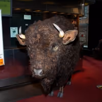 Photo Coverage: Nickel the Buffalo Takes Residence at AMERICAN BUFFALO