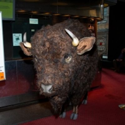 Photo Coverage: Nickel the Buffalo Takes Residence at AMERICAN BUFFALO