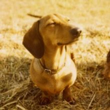 A BRIEF LIST OF EVERYONE WHO DIED Will Be Available to Watch For Free From The Finbor