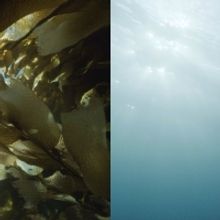 Laguna Art Museum Dives into 'The Sea Around Us' During 10th Annual Art & Nature Fest