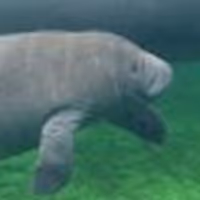 SAVE OUR MANATEES Postponed at Lyric Theatre