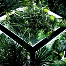 Salzburger Landestheater Presents THE MAGIC FLUTE