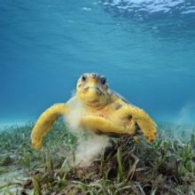 NATIONAL GEOGRAPHIC LIVE Speaker Series Returns To The Auditorium, May 5