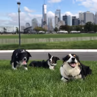 Bring Your Dog To Governors Island for Saturday “Dog Days”