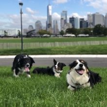 Bring Your Dog To Governors Island for Saturday “Dog Days”