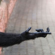 American Lyric Theater Returns To Live Performances With THE OPPOSABLE THUMB