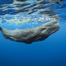 NATIONAL GEOGRAPHIC LIVE Returns to the Wharton Next Month