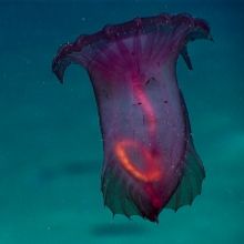 Dayton Live's National Geographic Live Series Goes Virtual For Early 2021