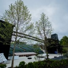 The Muny's Iconic Tree Canopy Returns