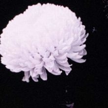 English National Opera Will Reopen the London Coliseum With Mozart's REQUIEM