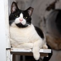 BWW Exclusive: Cats (But Not CATS) Take Center Stage