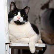 BWW Exclusive: Cats (But Not CATS) Take Center Stage