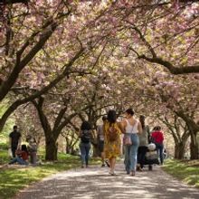 Brooklyn Botanic Garden Announces 2022 Programming