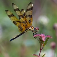 Palm Beach Photographic Centre Announces Winners of 24th Annual MEMBERS' SHOW