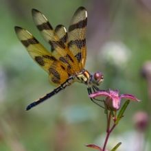 Palm Beach Photographic Centre Announces Winners of 24th Annual MEMBERS' SHOW