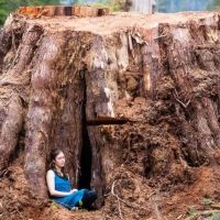 Tesla Quartet's FOR THE TREES Comes to National Sawdust in April