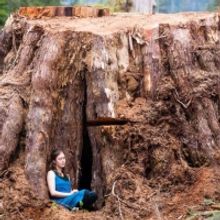 Tesla Quartet's FOR THE TREES Comes to National Sawdust in April