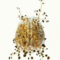Tenri Cultural Institute Presents Biomes and Homologies: Costas Picadas