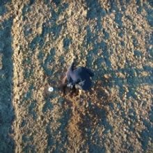 DOGS OF EUROPE Comes to the Barbican Next Week