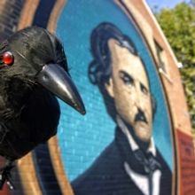 Edgar Allan Poe Relay To Feature Teams Of Poes Passing Raven Across Northern Libertie