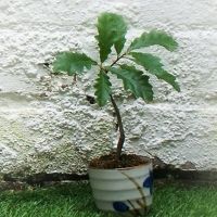 Newcastle's Alphabetti Theatre And The Worriers Present TREE