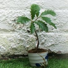 Newcastle's Alphabetti Theatre And The Worriers Present TREE