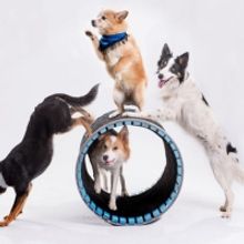 Family Friendly Dog Show Comes to Bucks County Playhouse in May