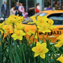 COME FROM AWAY And New Yorkers for Parks Partner to Support The 21st Annual Daffodil…