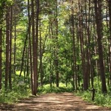 American Players Theatre Presents IF THESE TREES COULD TALK