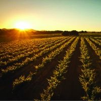 Photo Coverage: Paul Foppiano and FOPPIANO VINEYARDS in the Russian River Valley of California
