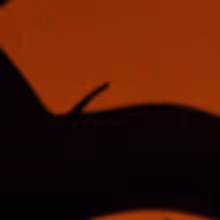 THE LION KING Extends Season at Manchester Palace Theatre